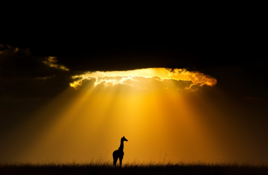 Maasai Giraffe (Giraffa camelopardalis tippelskirchi) silhouetted by beams of light from setting sun, Maasai Mara, Kenya, Africa. Winner of the African section of the Nature's Best Windland Smith Rice International Photography Awards Competition 2013