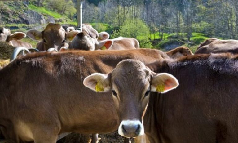 E mashtrojnë keq smirasin, ia marrin një kafshë e ia shesin në Ferizaj